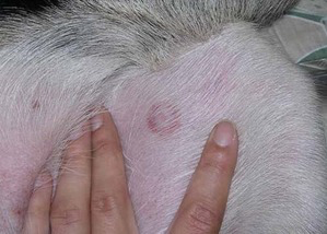 lyme disease in dogs skin