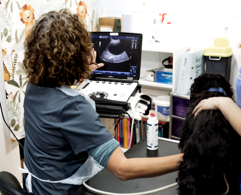 Jersey Village Vets Abdominal Ultrasound