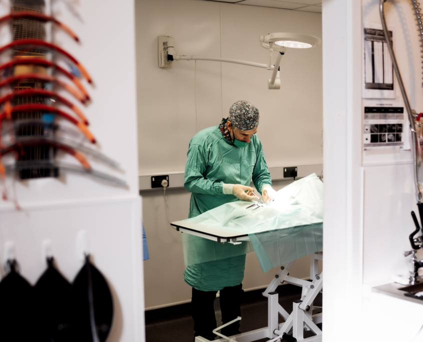 Jersey Village Vets Routine Surgery